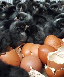 French Black Copper Marans